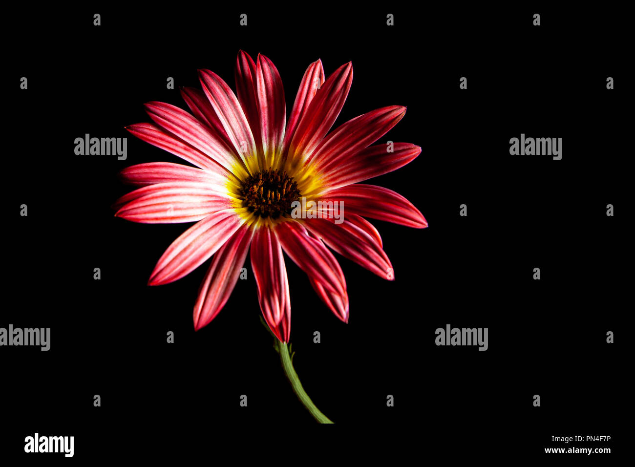 Schöne rote African Daisy Flower auf schwarzem Hintergrund mit Kopie Raum Stockfoto