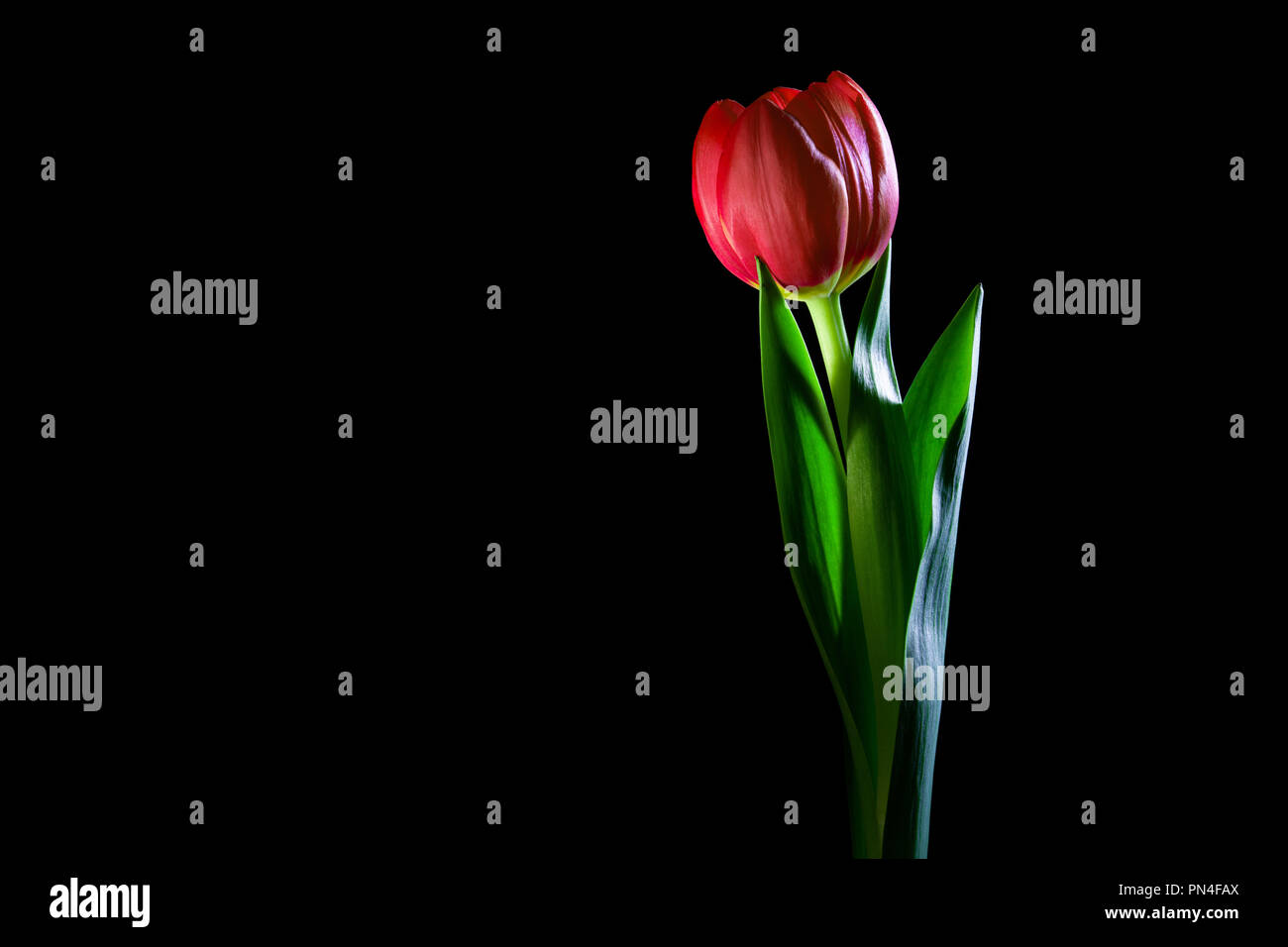 Rote Tulpe closoeup, die im Dunkeln leuchten - studio Schuß auf schwarzen Hintergrund mit Kopie Raum Stockfoto