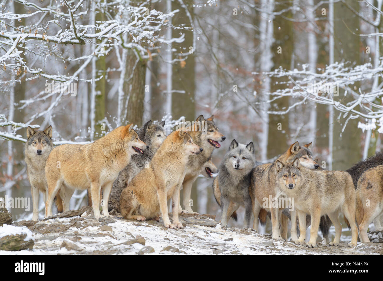 Pack Of Wolves Fotos Und Bildmaterial In Hoher Aufl sung Alamy