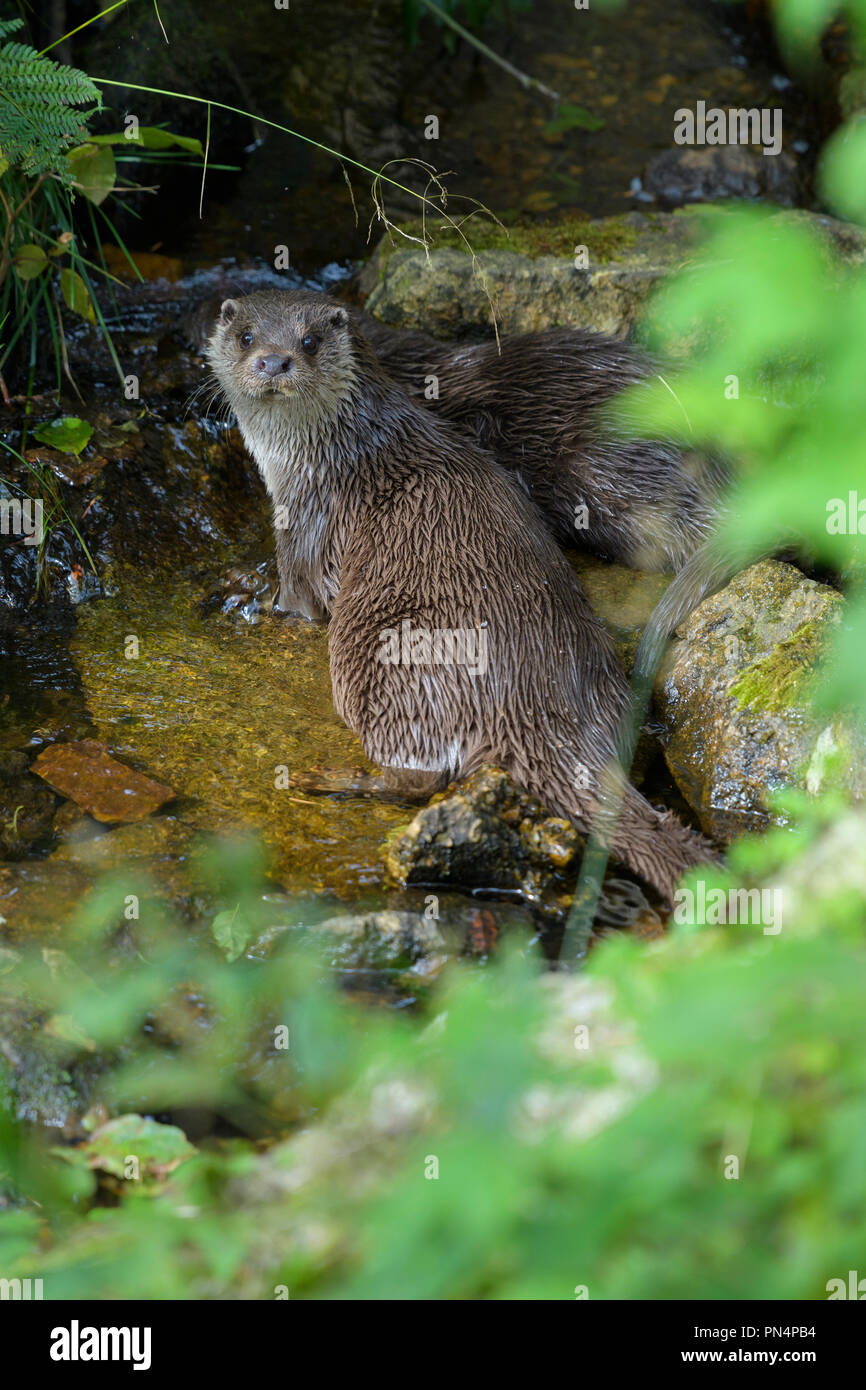 Otter, Lutra Lutra, Deutschland, Europa Stockfoto