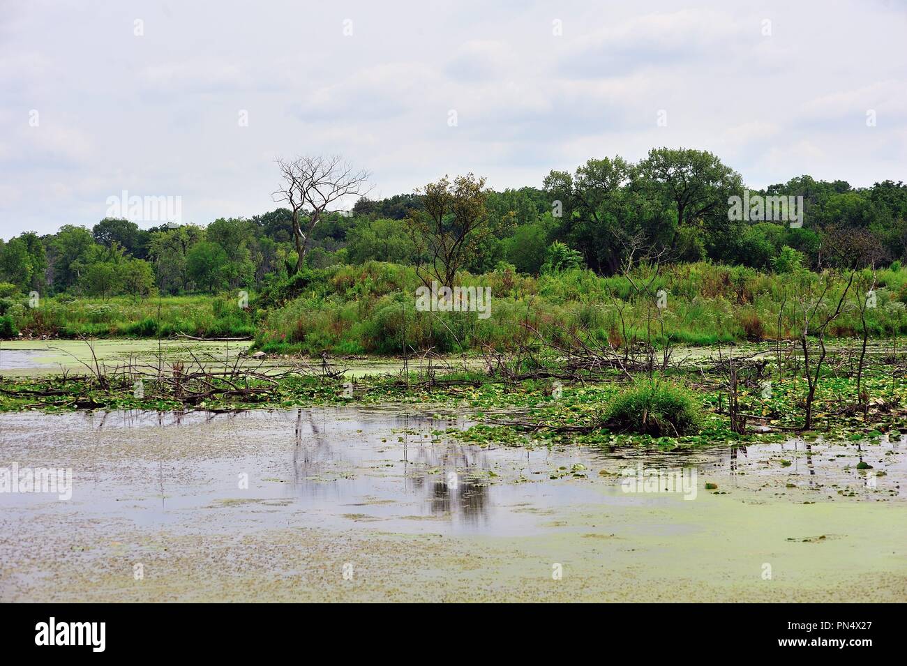 Palos Park, Illinois, USA. Ein sumpfiges Gebiet in einem Waldschutzgebiet in einem Vorort von Chicago. Stockfoto