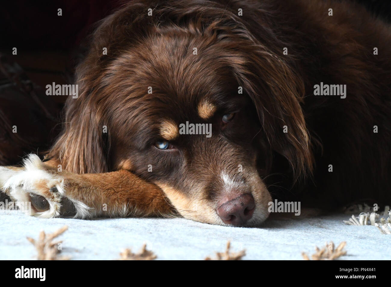 Husky/Border Collie mised Rasse Hund ruht auf einem Teppich Stockfoto