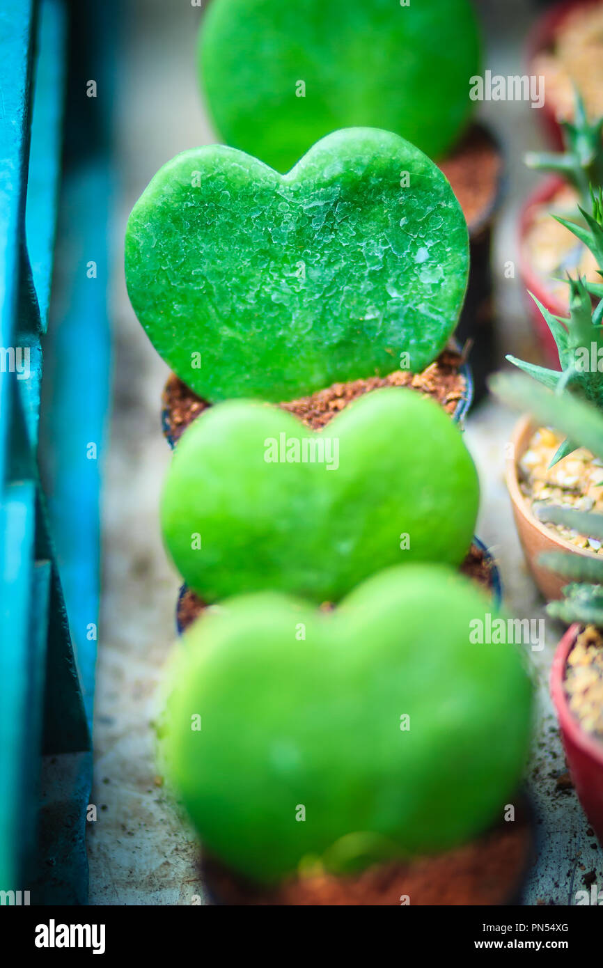 Grün Hoya Kerrii, Lucky-Heart, Schatz oder Valentines Hoya Pflanzen auf die Töpfe für Verkauf gesäumt. Eine Reihe von Herzen Blatt Hoya in den Topf für die Dekoration Stockfoto