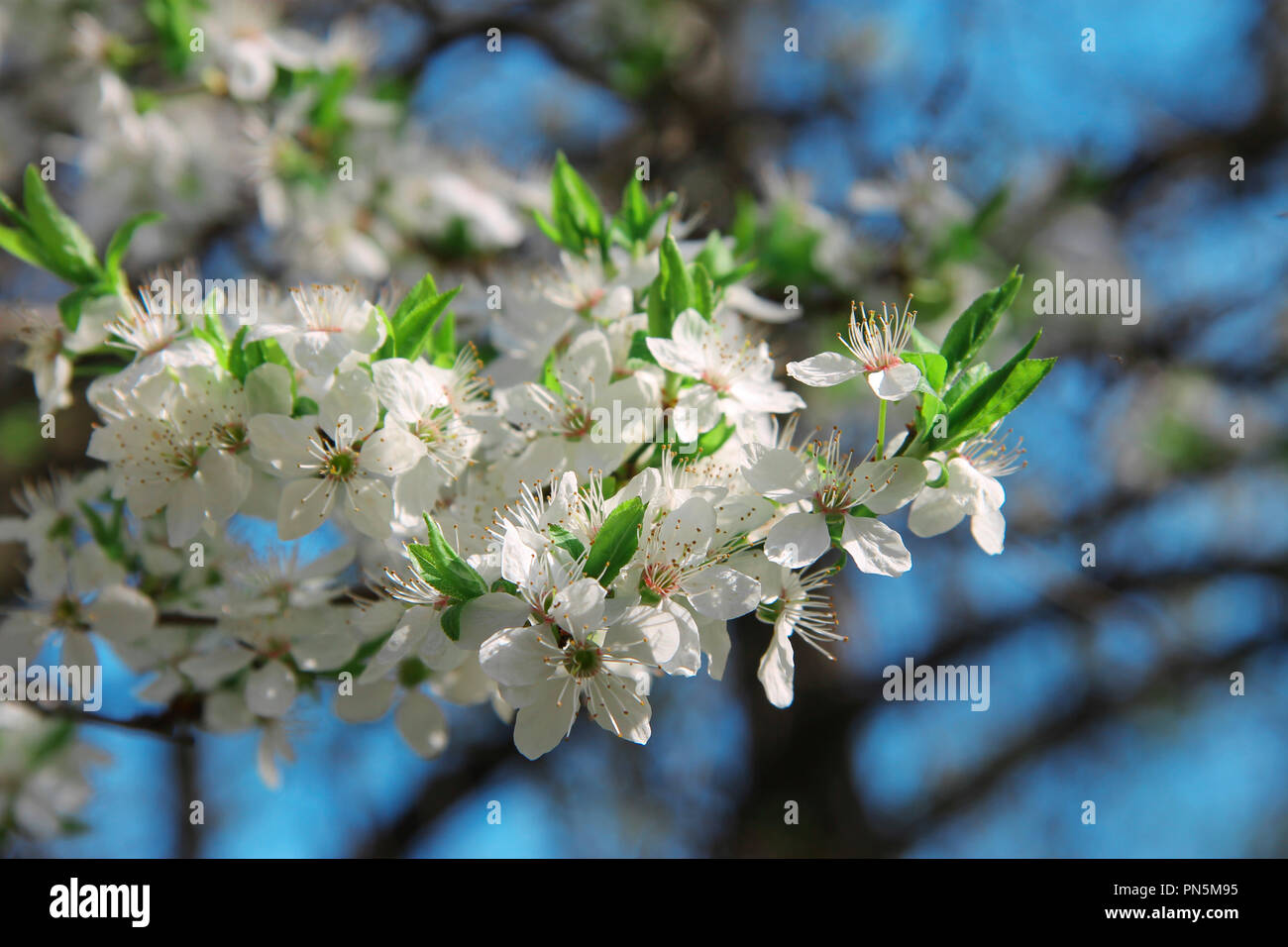 Weiße Blumen blühen auf dem Zweig der wilden Baum Stockfoto