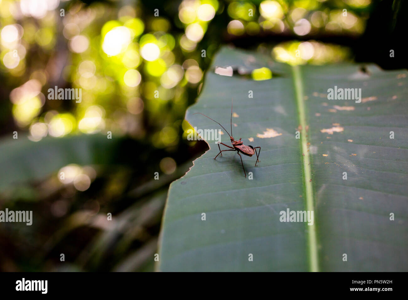 Insekt in Pflanze, Blatt im Regenwald bei Puerto Maldonado, Rio Madre de Dios, Peru Stockfoto