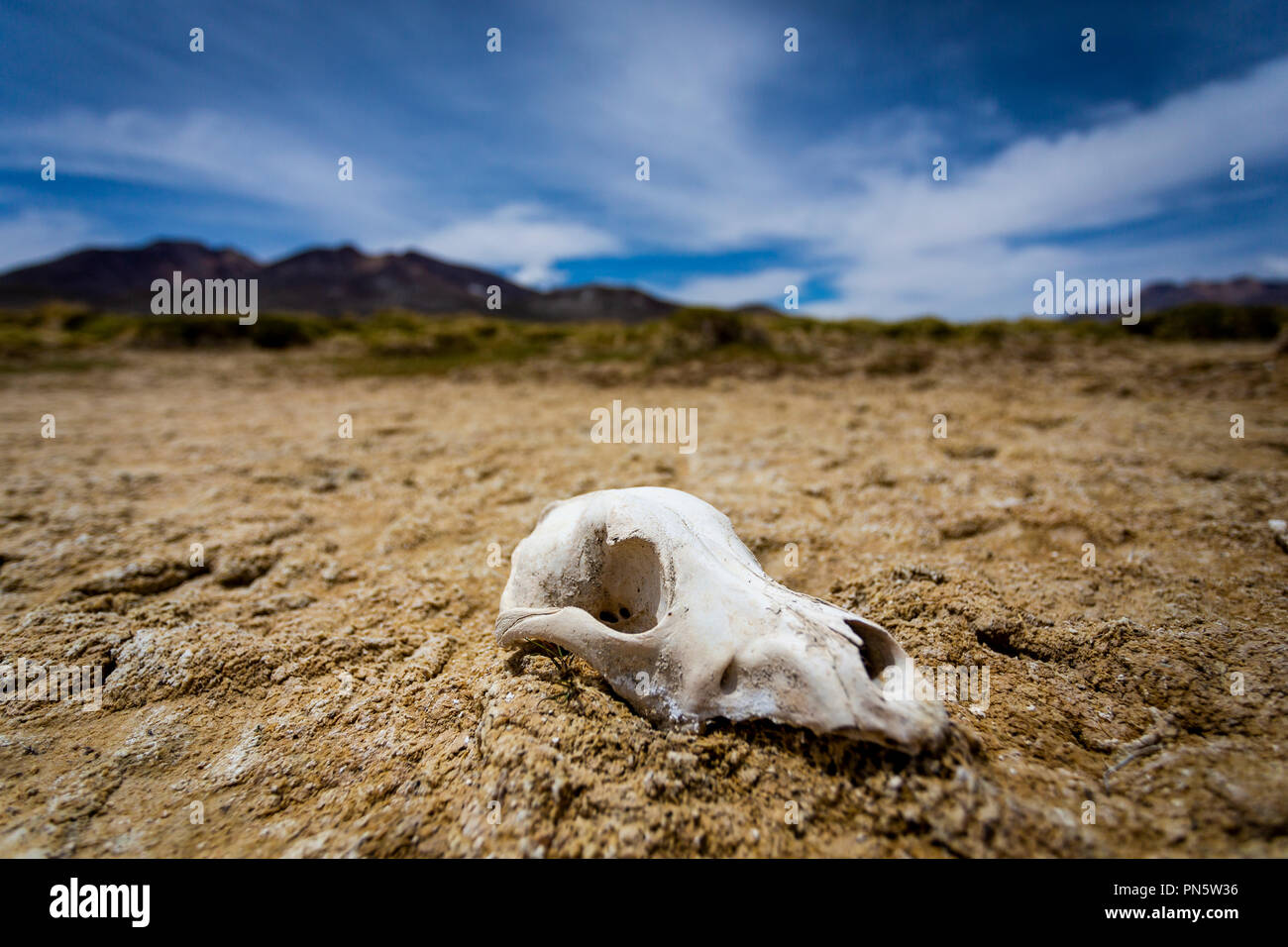 Tierschädel in der Wüste Stockfoto