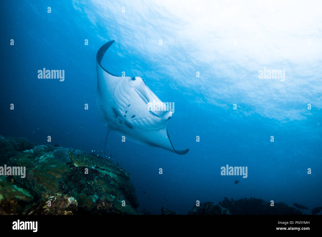 Manta Ray. Schwimmen im blauen Ozean. Insel Yap der Föderierten Staaten von Mikronesien Stockfoto