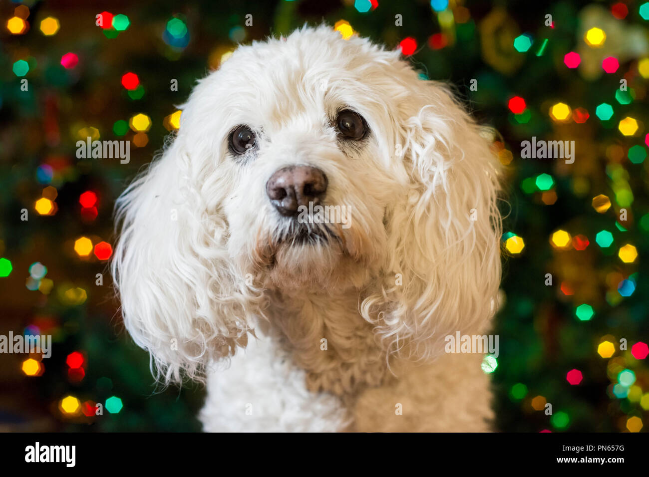 Weiß behaarten Hund mit Weihnachtsbeleuchtung im Hintergrund Stockfoto