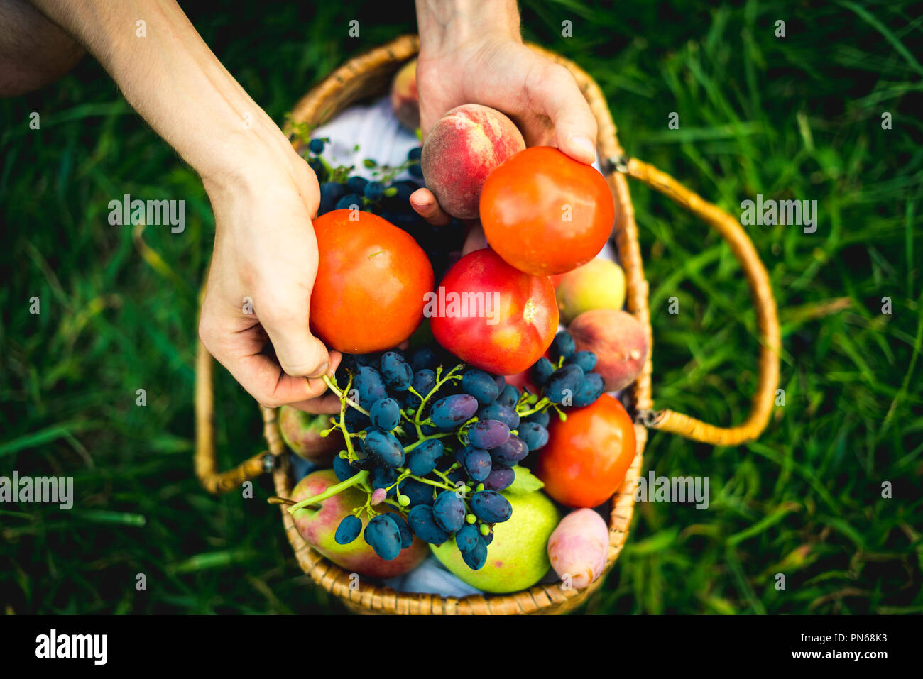 Die Hände schließen sammeln frische Tomaten und Trauben mit Pfirsichen im Warenkorb auf Gras Stockfoto