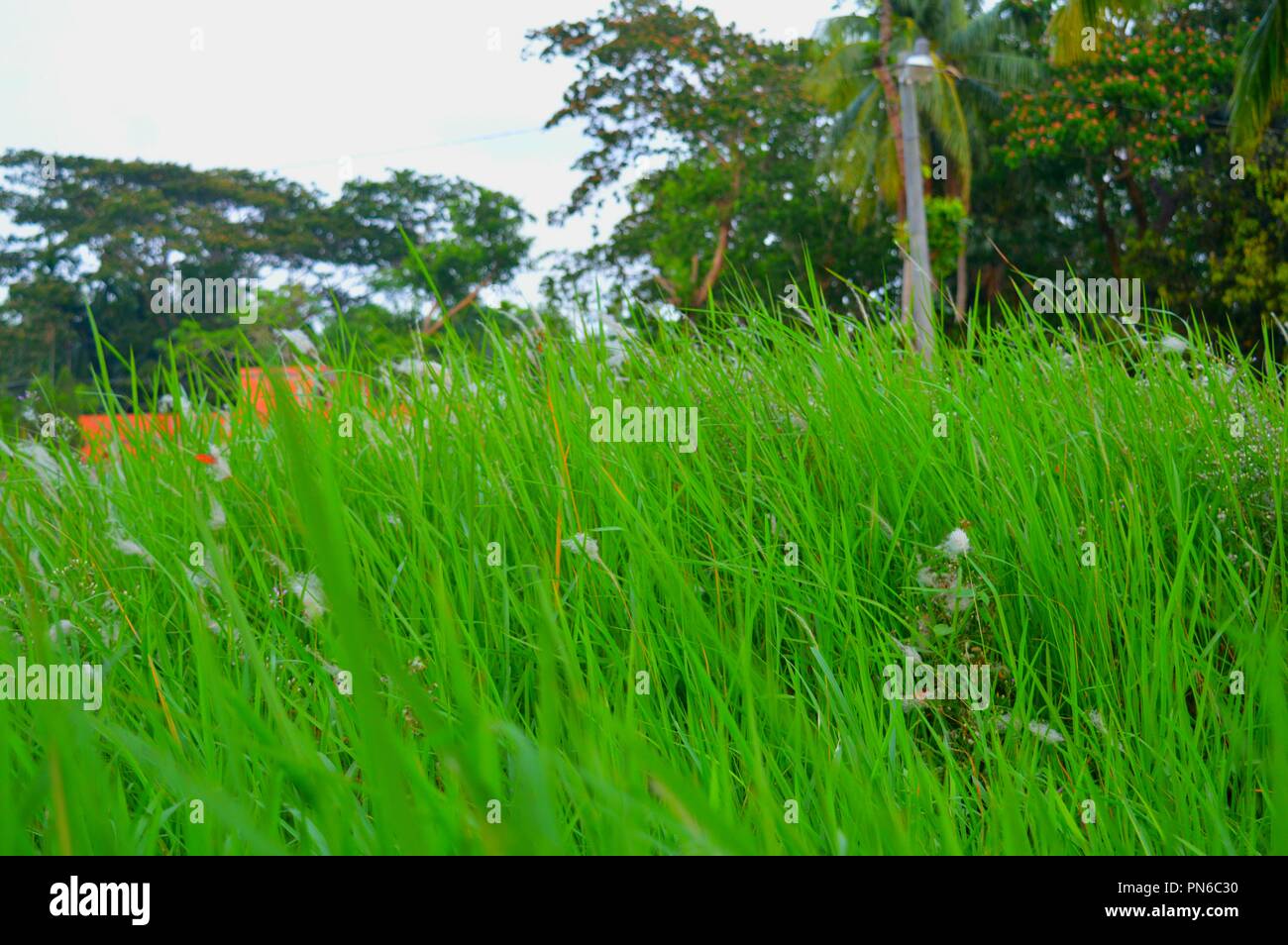 Full HD-natürliche Schönheit Bild von Bangladesch Stockfoto