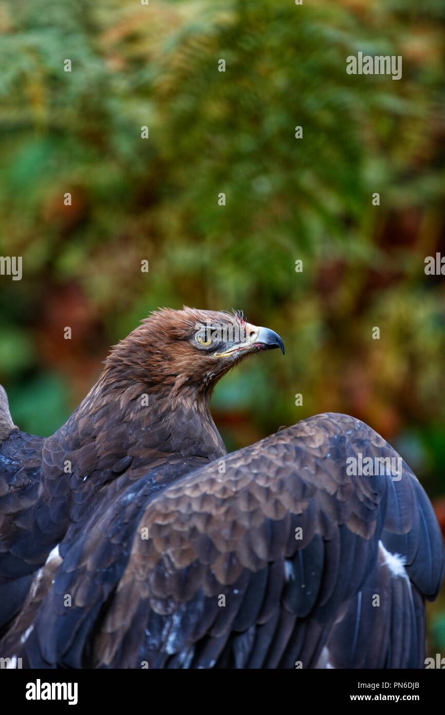 Schreiadler (Aquila pomarina Pomarina/Clanga), im Nationalpark Bayerischer Wald Stockfoto