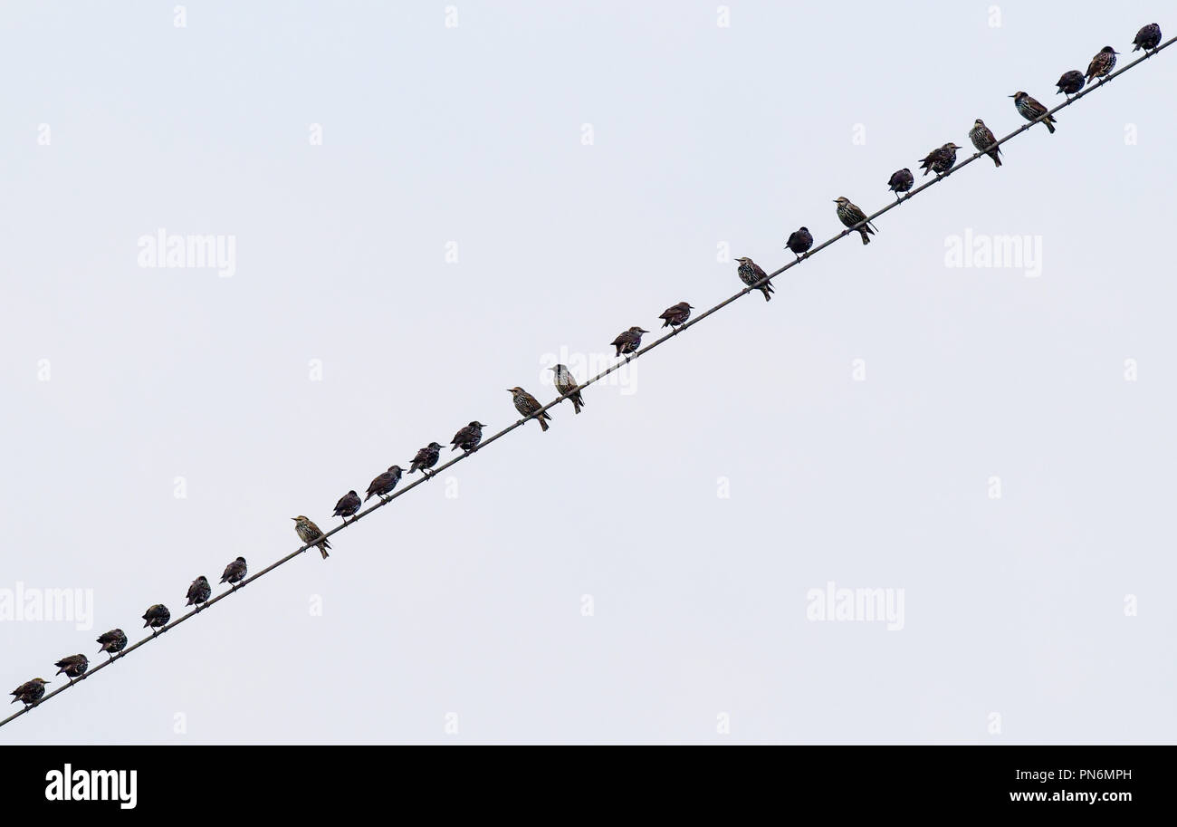 Jaenschwalde, Brandenburg. 20 Sep, 2018. Wie auf einer Perlenkette, Stare eng zusammenstehen auf einer Hochspannungsleitung in den frühen Morgen. Die Zugvögel sind derzeit in großen Schwärmen, um bald zusammen in die Überwinterungsgebiete im Süden zu fliegen. Foto: Patrick Pleul/dpa-Zentralbild/ZB/dpa/Alamy leben Nachrichten Stockfoto