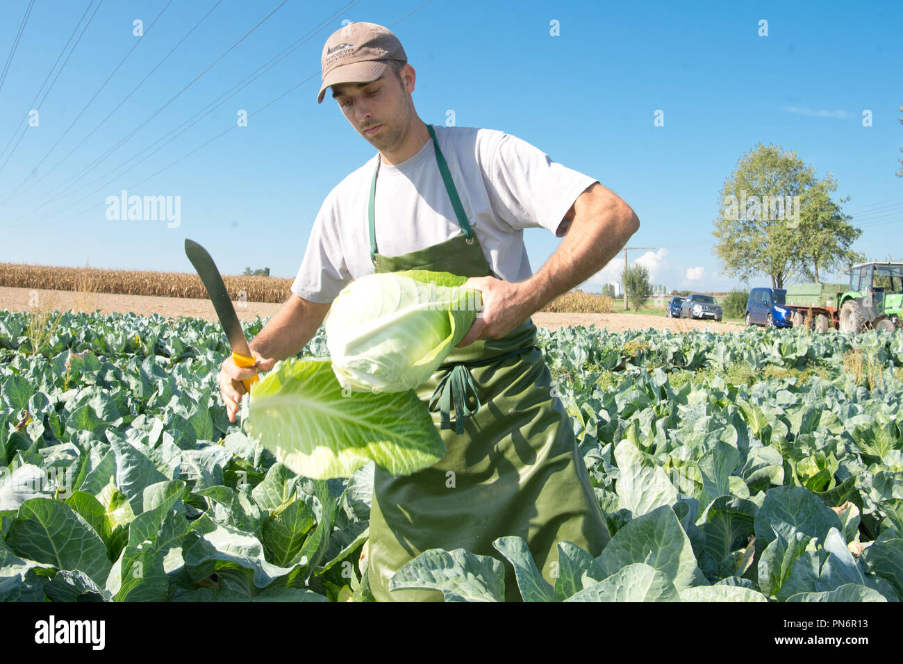 20. September 2018, Baden-Wuerttemberg, Leinfelden-Echterdingen: Landwirt Helmut Hizele Ernten ein Kohl Kopf zu Beginn der Kohl Saison. Die Staats Filderkraut sind kleiner als im letzten Jahr aufgrund der warmen und trockenen Sommer. Foto: Oliver Willikonsky/dpa Stockfoto