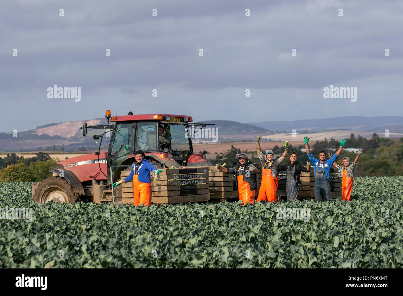 Fife, Schottland, Großbritannien. 20/09/2014. Landwirtschaftliche Wanderarbeiter auf dem Bauernhof Brokkoli pflücken auf Ackerland. Ein neues staatliches Visumsystem für landwirtschaftliche Arbeitskräfte wurde von Landwirten und Obstbauern kritisiert, weil sie nicht weit genug gegangen sind, um die durch den Brexit aufgewobene Lücke zu schließen. Stockfoto