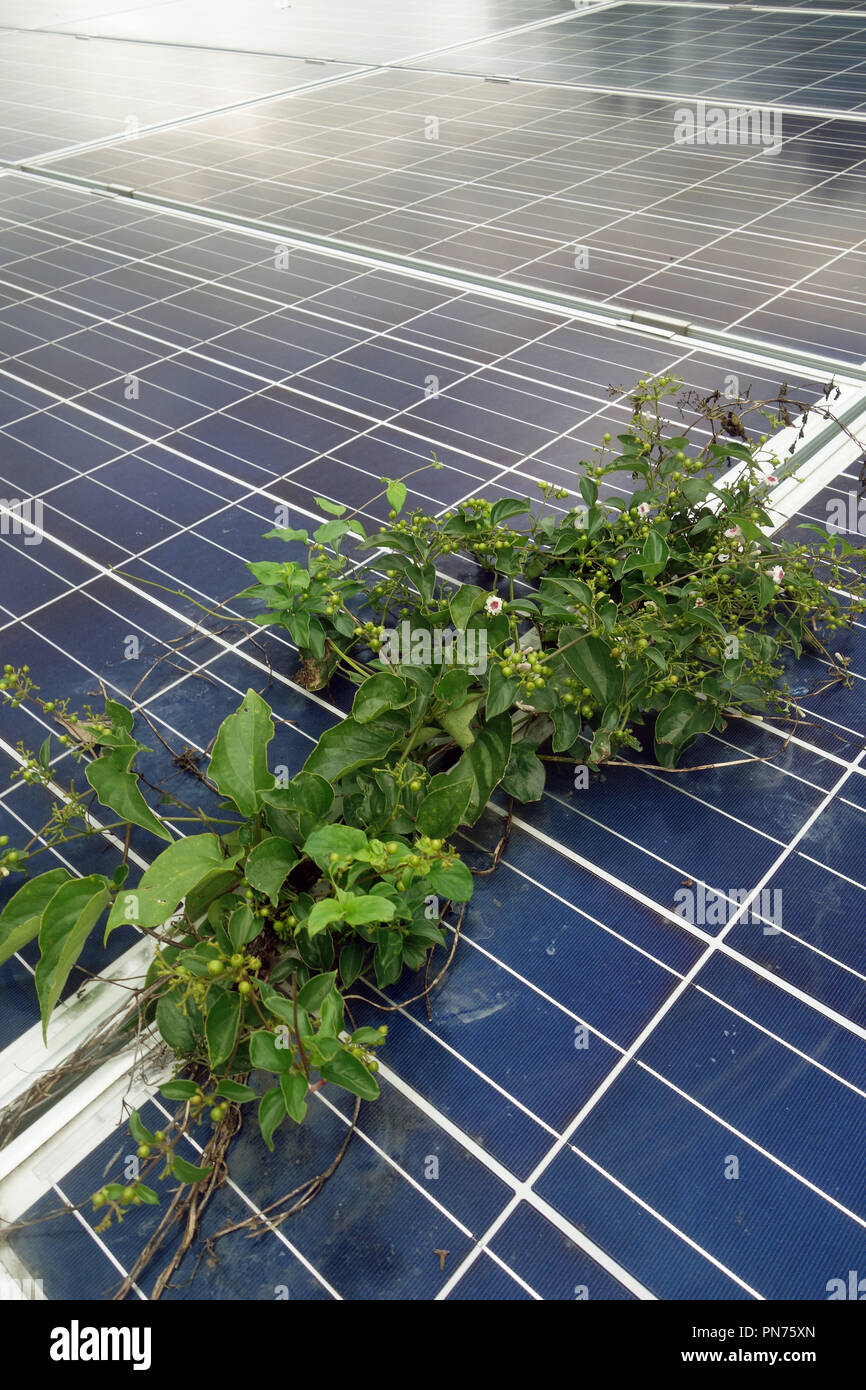 Pflanzen konkurrieren mit Sonnenkollektoren für Sonnenlicht, in der Nähe von Benssho Onsen, Honshu, Japan. Keine PR Stockfoto