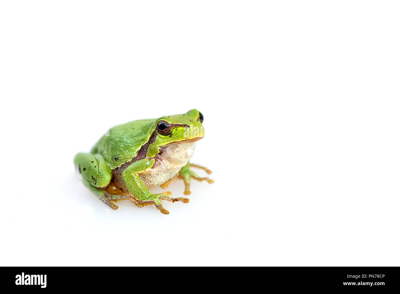 Grüne gemeinsamen europäischen frog Hyla meridionalis auf weißem Hintergrund Stockfoto