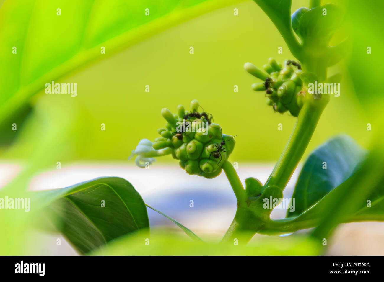 Junge grüne Morinda citrifolia Frucht am Baum, auch bekannt als große Morinda, Indische Maulbeere, Noni, Strand Mulberry, Käse und Obst. Stockfoto