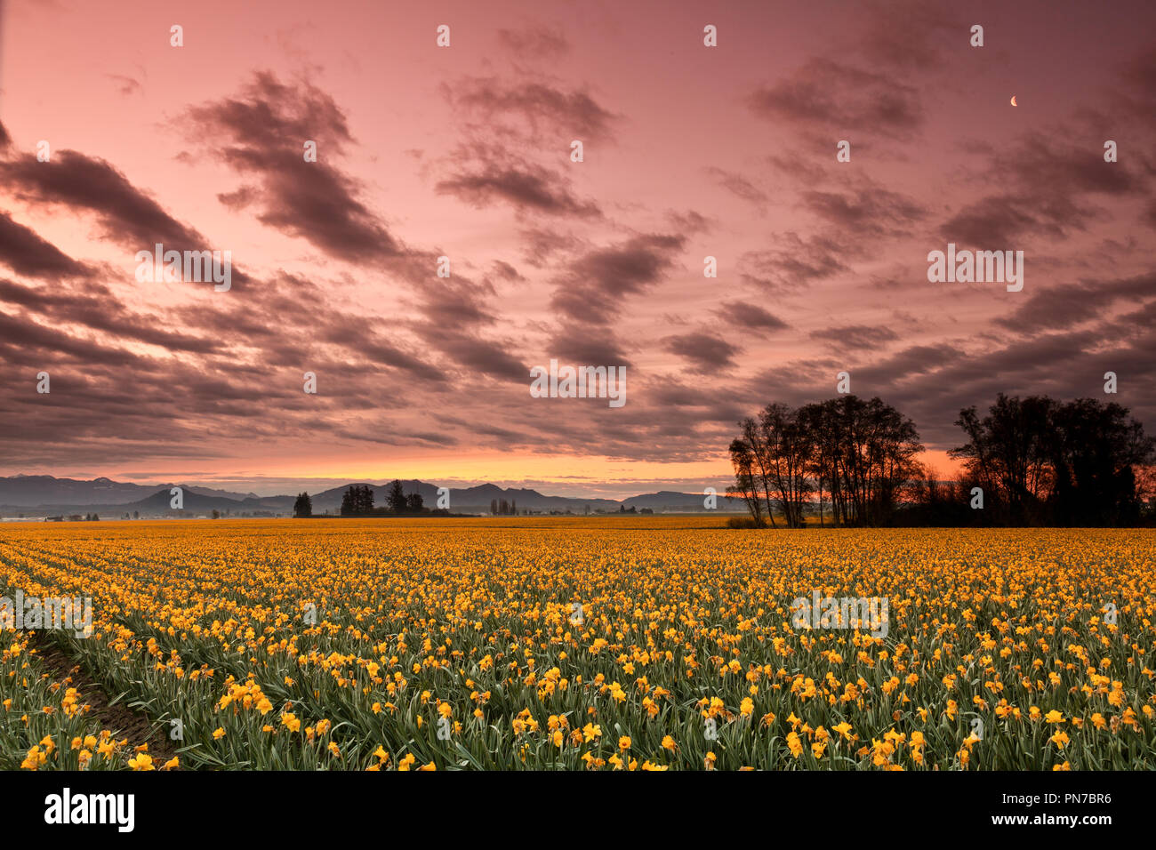 Narzissen blühen in Mount Vernon, Washington bei Sonnenaufgang Stockfoto