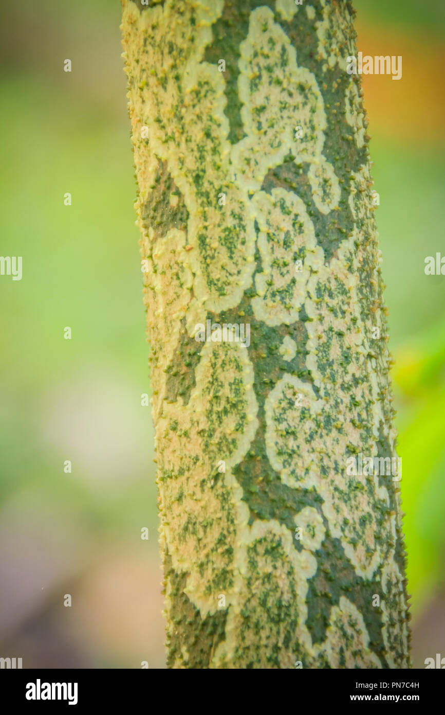 Muster auf Konjac Trunk (Amorphophallus konjac) im Wald, auch als konjak, konjaku, konnyaku Kartoffel bekannt, Devil's Zunge, Voodoo Lily, snake Palm Stockfoto