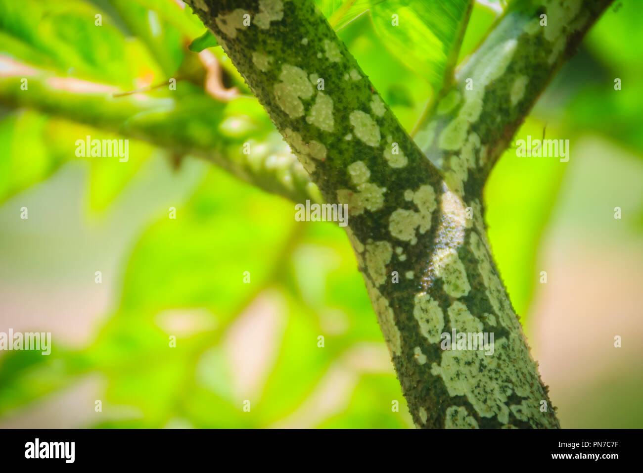 Grüne Konjac Baum (Amorphophallus konjac) im Wald, auch als konjak, konjaku, konnyaku Kartoffel bekannt, Devil's Zunge, Voodoo Lily, snake Palm, oder e Stockfoto