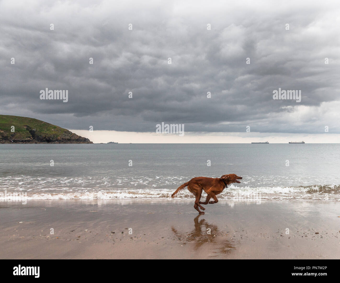 Rocky Bay, Cork, Irland. 12. Juni 2018. "Tara" ein Red Setter Spaß laufen am Strand an der felsigen Bucht, Co.Cork während zwei Tanker vor Anker von liegen Stockfoto