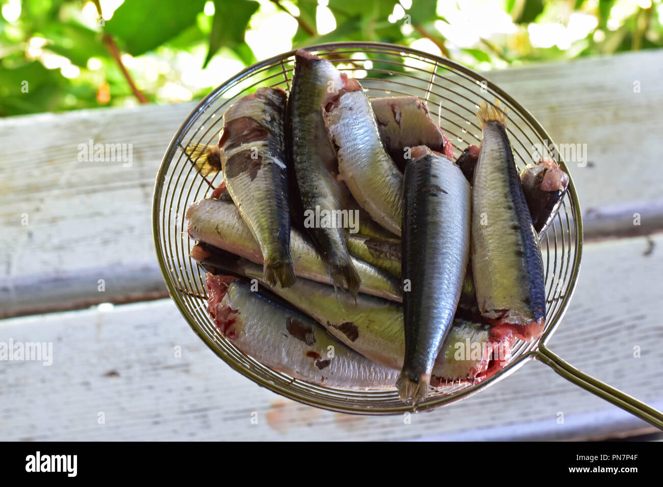 Frische rohe Sardinen für den Grill/Raw frischen Fisch/Mittelmeer Essen zubereitet Stockfoto