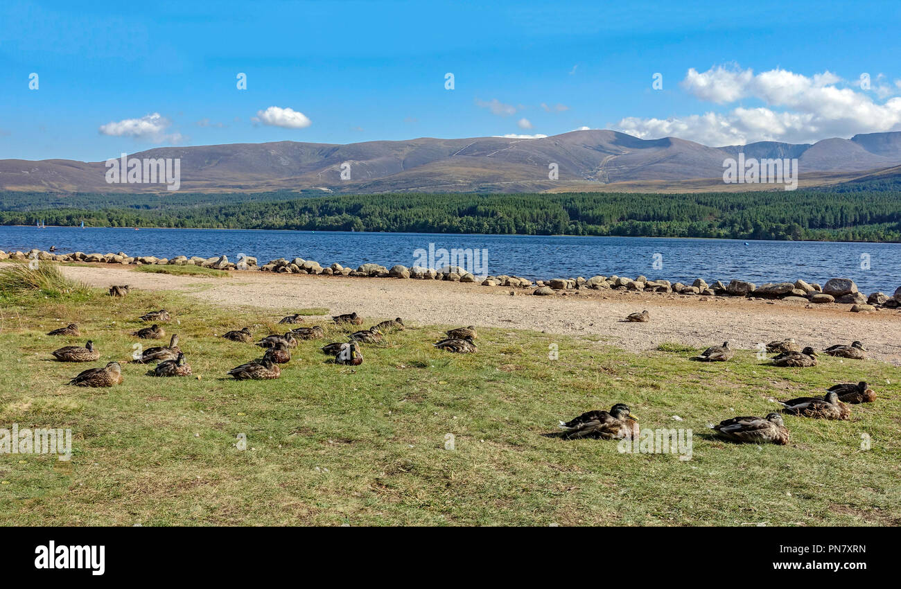 Eine Herde von freundlich Stockenten ruhen auf Loch Morlich Rothiemurchus Glen mehr Cairngorms National Park Highland Schottland Großbritannien mit Cairngorm Stockfoto