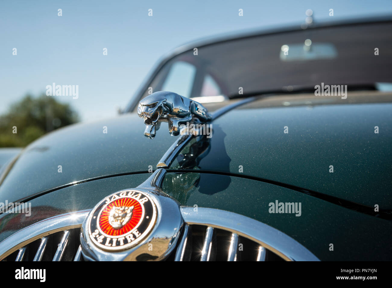 Jaguar MkII Motorhaube Abzeichen Stockfoto