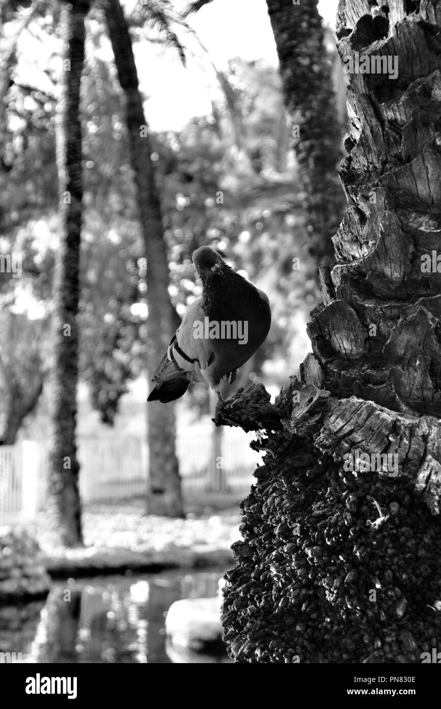 Taube gehockt und ruht auf einem Palm Tree Trunk in einem Park in Elche. Monochrom Stockfoto