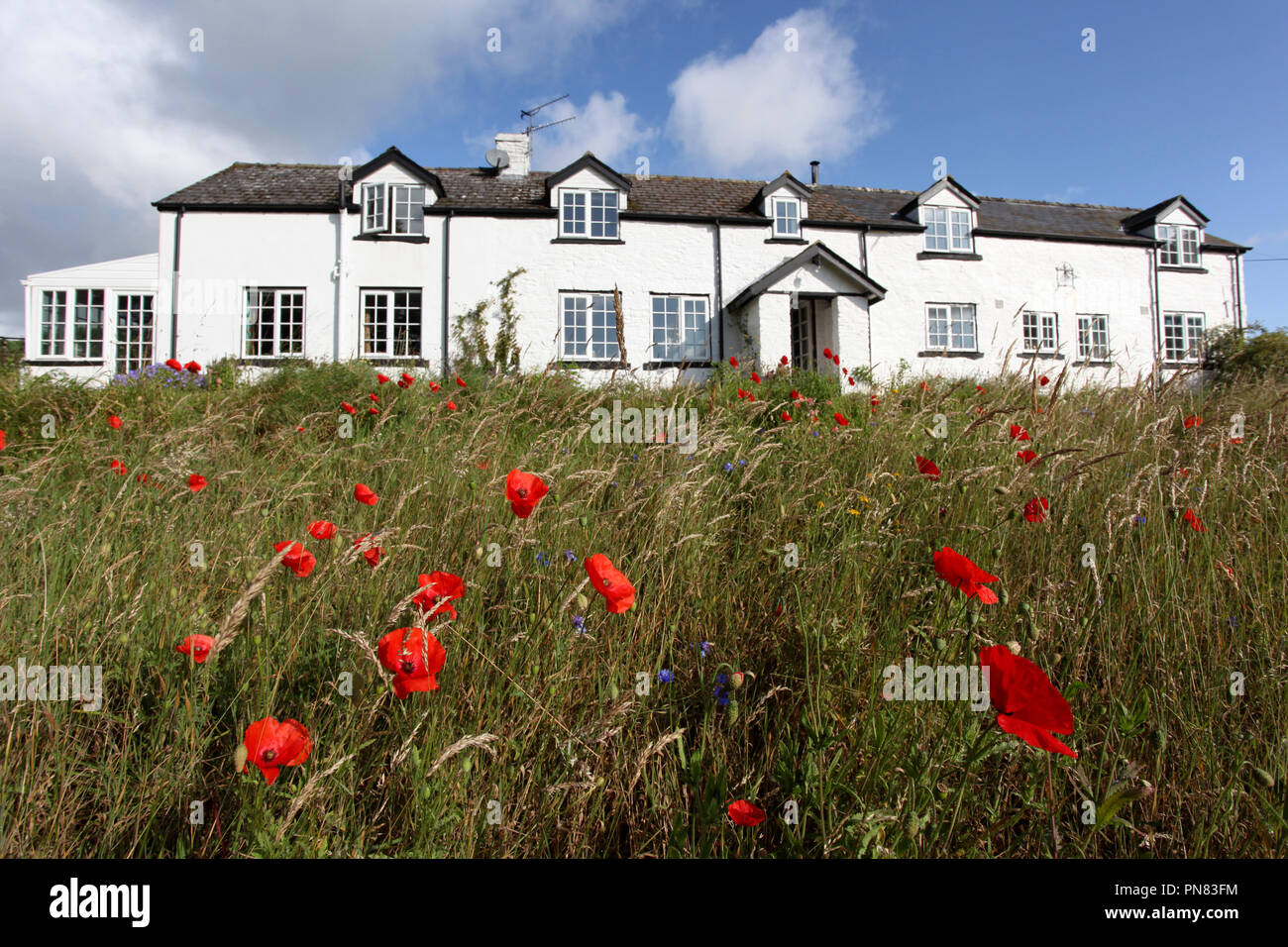 Wildflower meadow mit weiß getünchten Häuschen. Wales. UK. Stockfoto