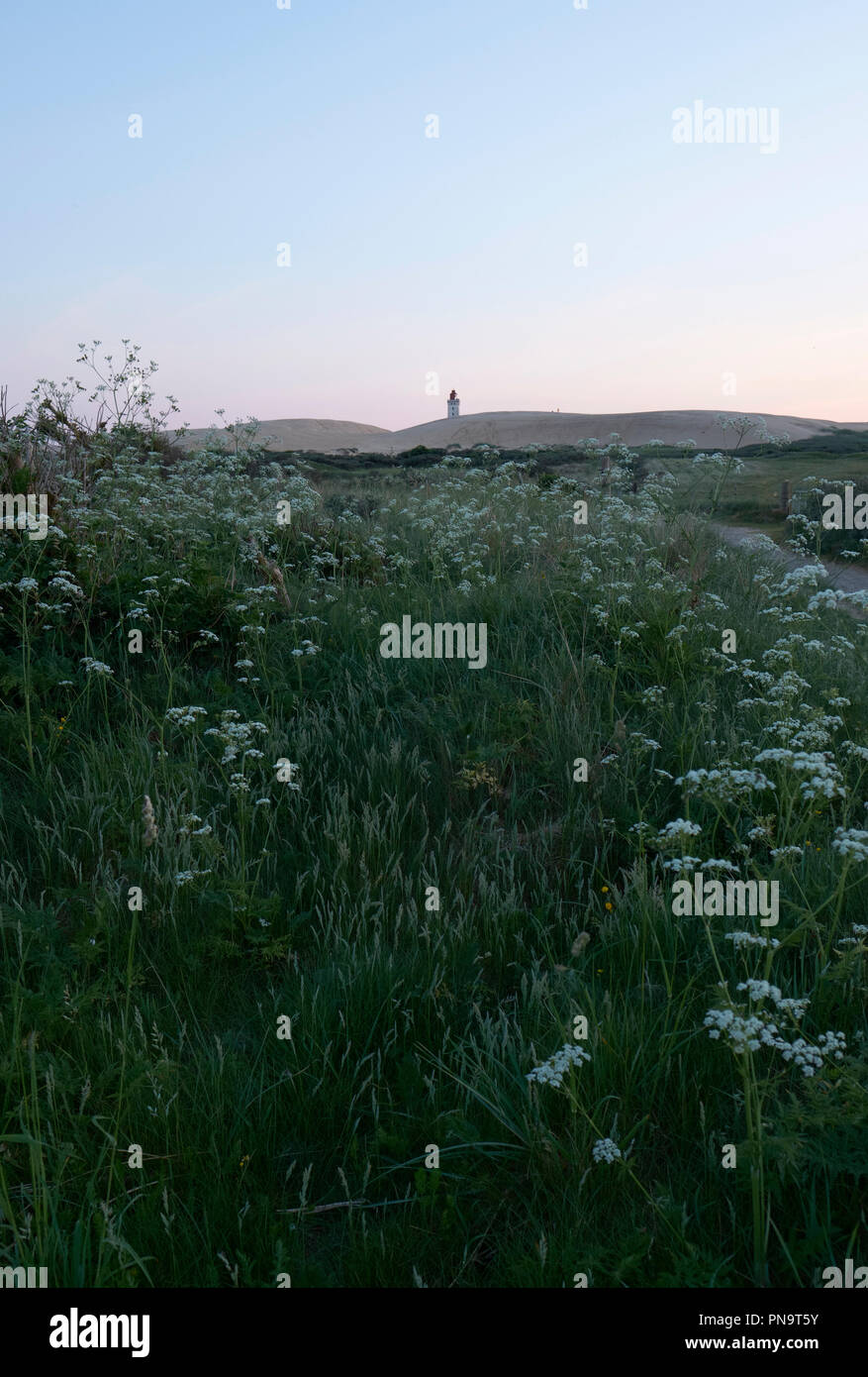 Die üppigen, grünen Sommer Nordsee Küste Landschaft in der Nähe von Hjorring Dänemark mit den verlassenen Rubjerg Knude lighhouse in der Ferne. Stockfoto