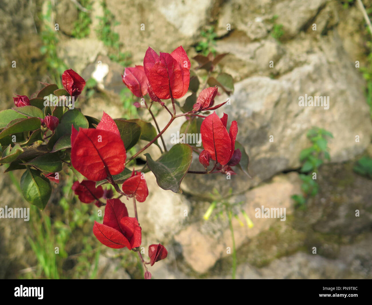 Rote Endivie Strauch in Frühlingssonne in Andalusien Stockfoto