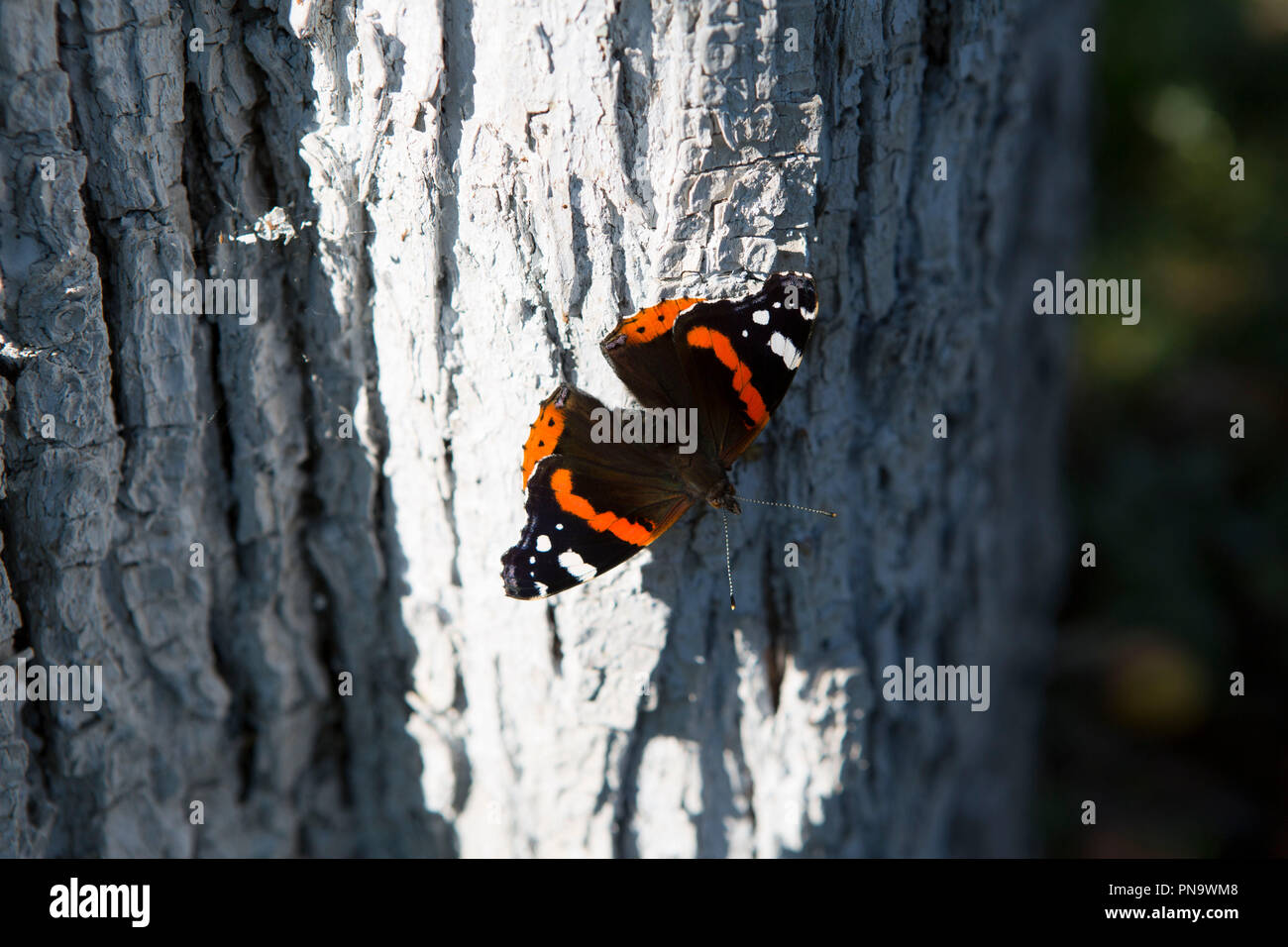 Schmetterling Stockfoto