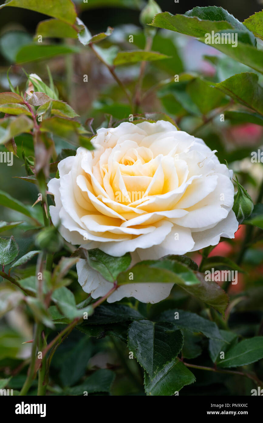 Nahaufnahme der weißen Rose - Rosa reine Fülle Stockfoto