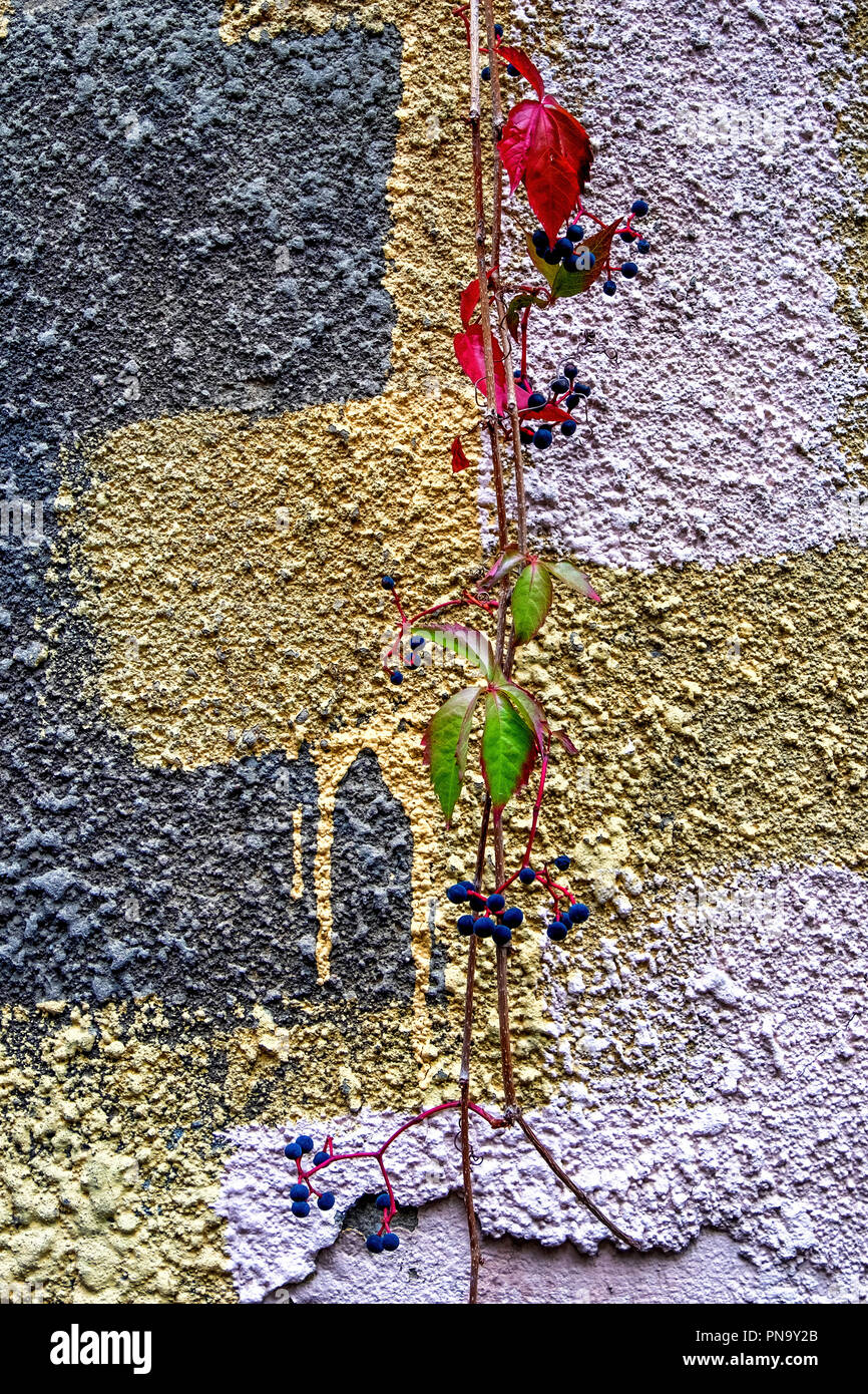 Berlin, wildem Wein, Parthenocissus Subtomentosa, gegen verfallenen Mauer. Blätter rot zeigen Anzeichen von Herbst Stockfoto