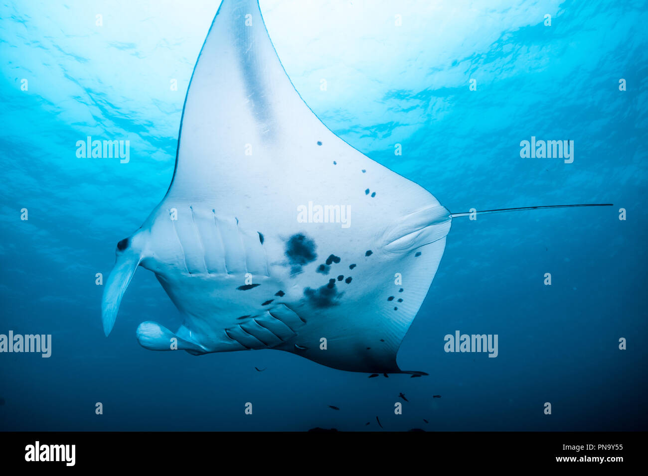 Ray Insell Devil fish (mobula mobular) -Fotos und -Bildmaterial in hoher Auflösung ...