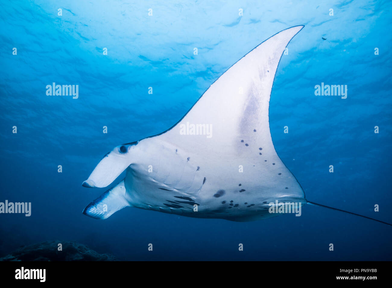 Manta Ray. Schwimmen im blauen Ozean. Insel Yap der Föderierten Staaten von Mikronesien Stockfoto