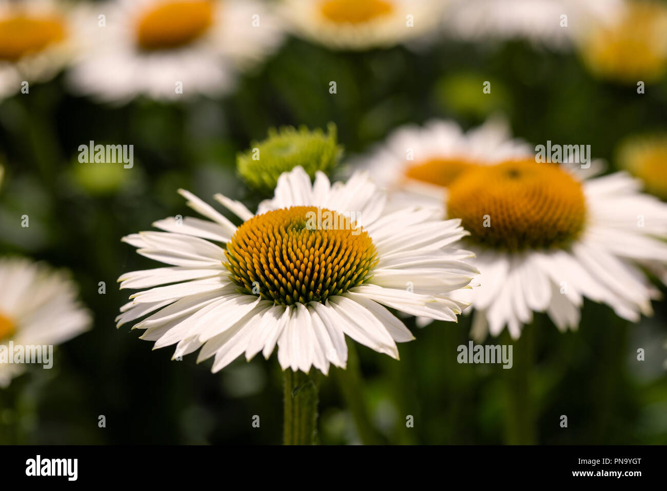 Nahaufnahme der Echinacea White Meditation, die in einem Sommergarten blüht, England, Großbritannien Stockfoto