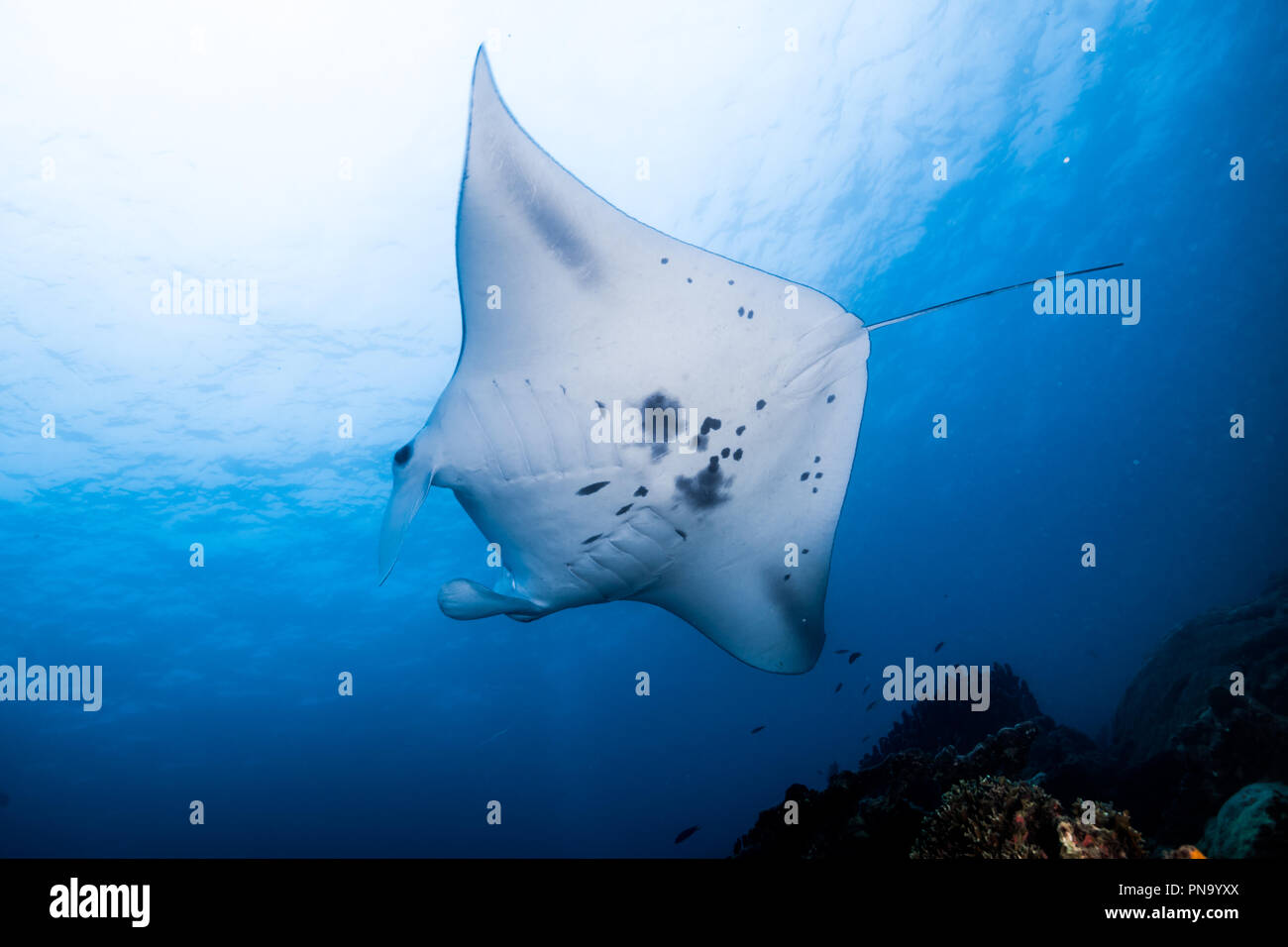 Manta Ray. Schwimmen im blauen Ozean. Insel Yap der Föderierten Staaten von Mikronesien Stockfoto
