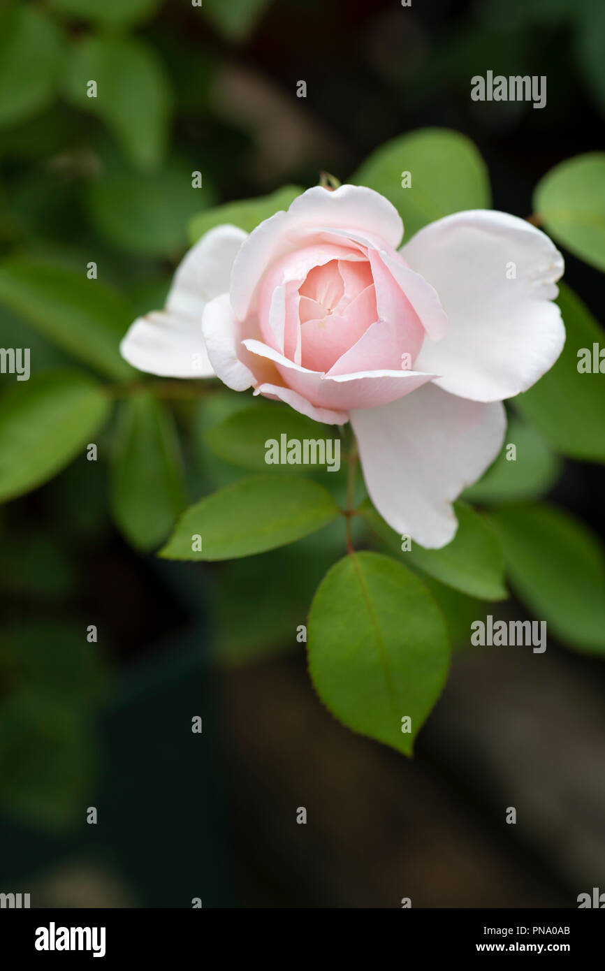 Nahaufnahme der Rosa St Smwithun Blütenknospe - eine rosa Kletterrose, UK Stockfoto