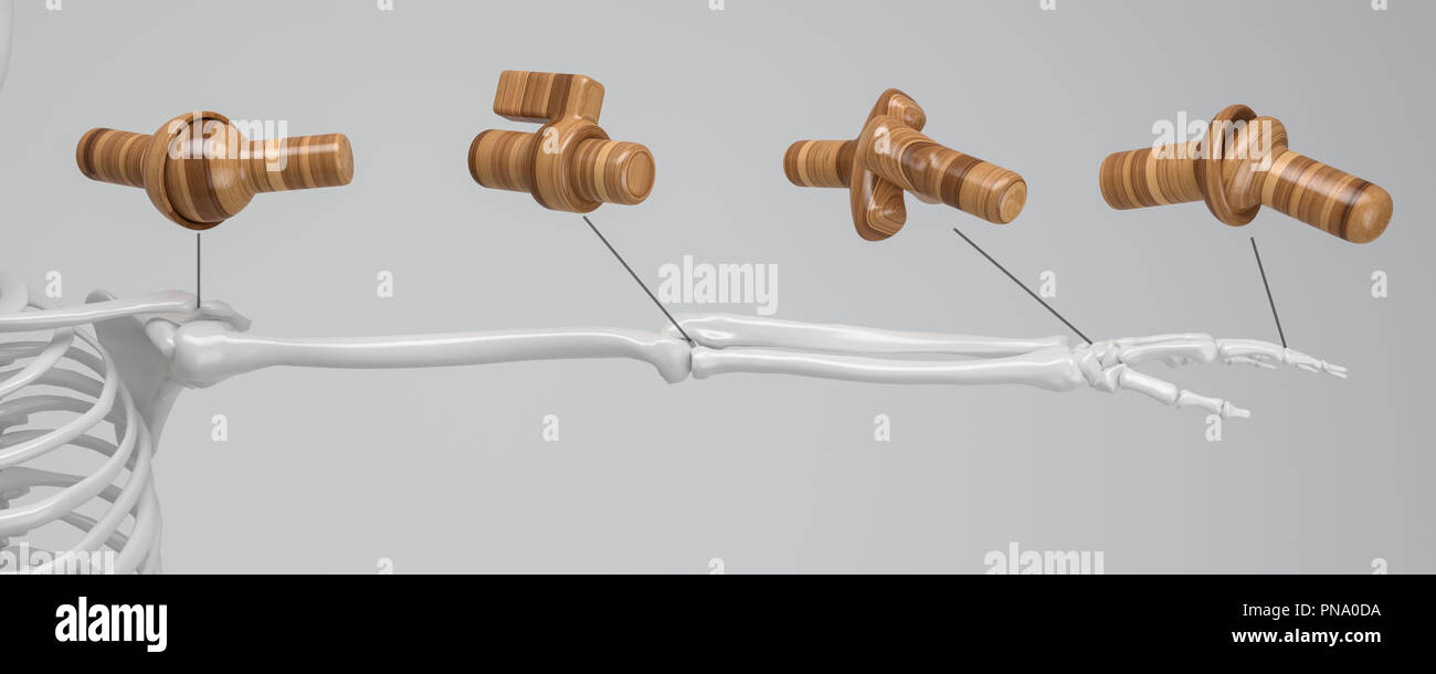 Gemeinsame Arten auf das menschliche Skelett - 3D-Rendering Stockfoto