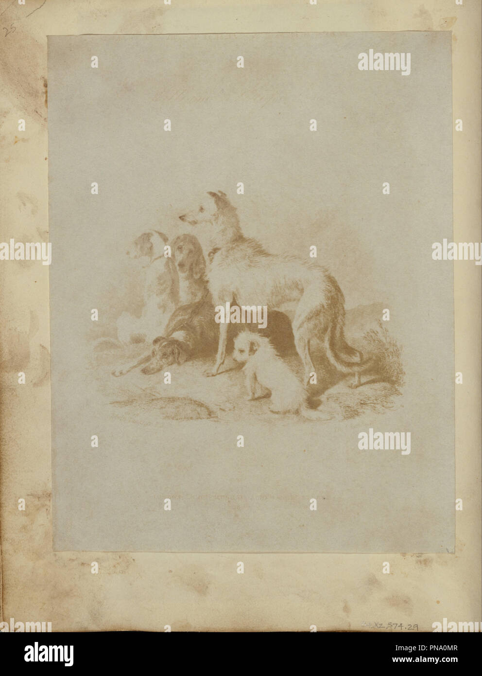 [Eine Gruppe von fünf Hunde]. Datum/Zeitraum: 1840. Drucken. Salz, aus einem calotype negativ. Höhe: 184 mm (7.24 in); Breite: 143 mm (5.62 in). Thema: Unbekannte Teekocher, Engländer. Stockfoto