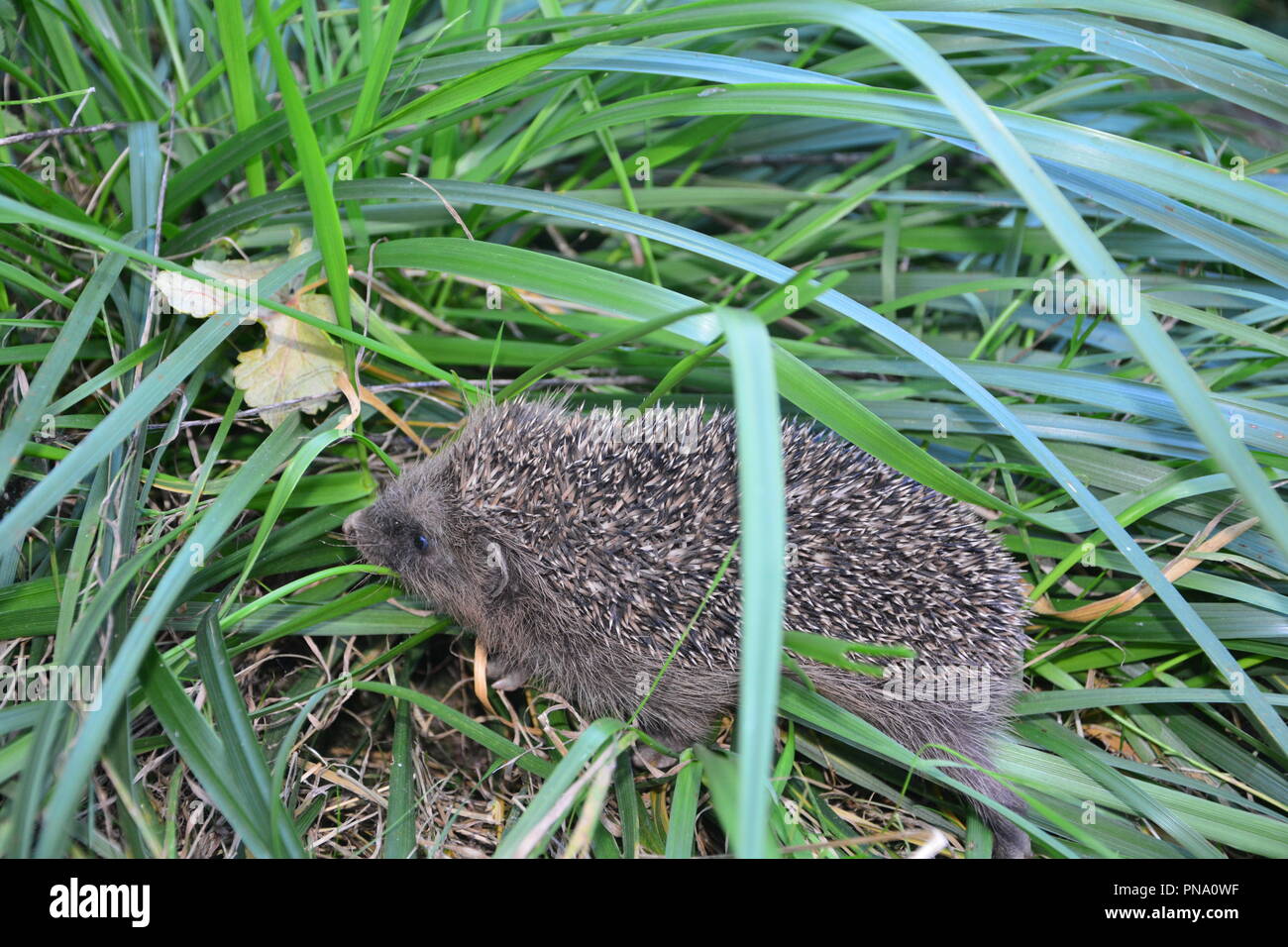 Hedgehog laufen im grünen Gras Stockfoto