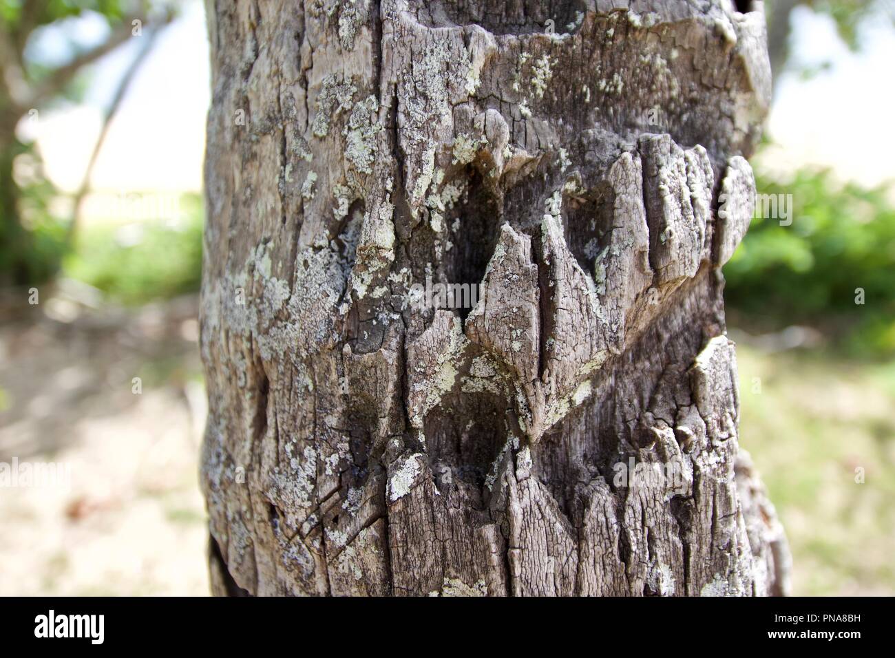 Nahaufnahme von Baumrinde, hat ein unregelmäßiges Muster aufgrund von Beschädigungen, Witterungseinflüssen, weg gegessen Stockfoto