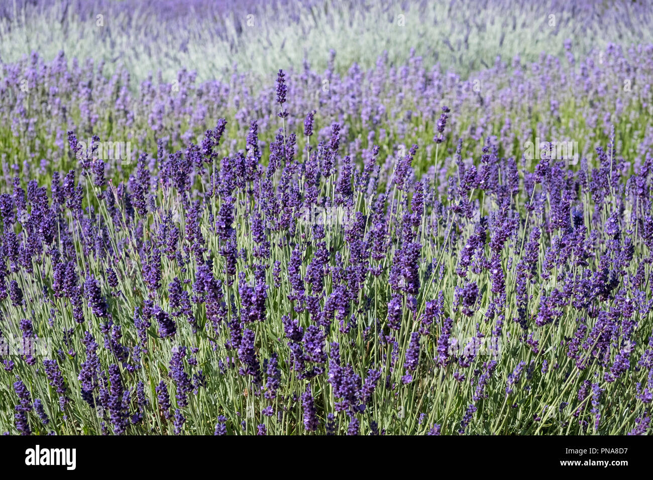 Blühende Lavendel (Lavandula angustifolia) wächst in einem Feld, Sommer, England, Großbritannien Stockfoto