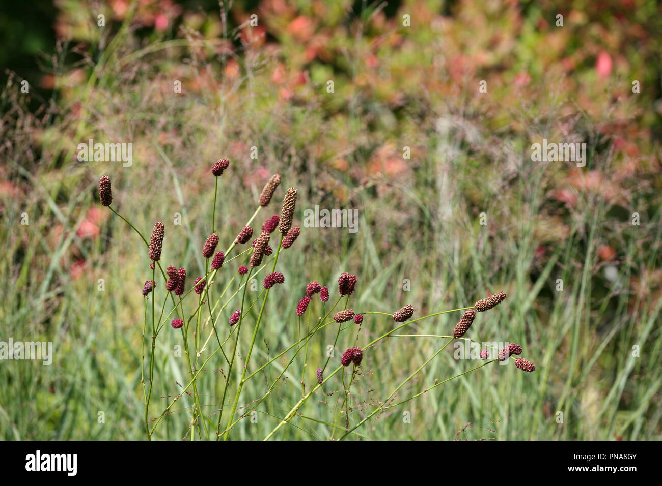 Sanguisorba Officinalis 'Red Thunder' Stockfoto