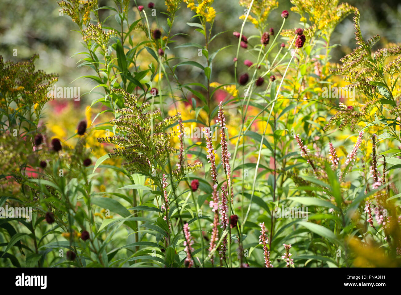 Persicaria amplexicaulis 'Rosea' (roter Bistort), Sanguisorba officinalis 'Red Thunder' (großer burnett), Solidago (Goldrute) Pflanzenkombination Stockfoto