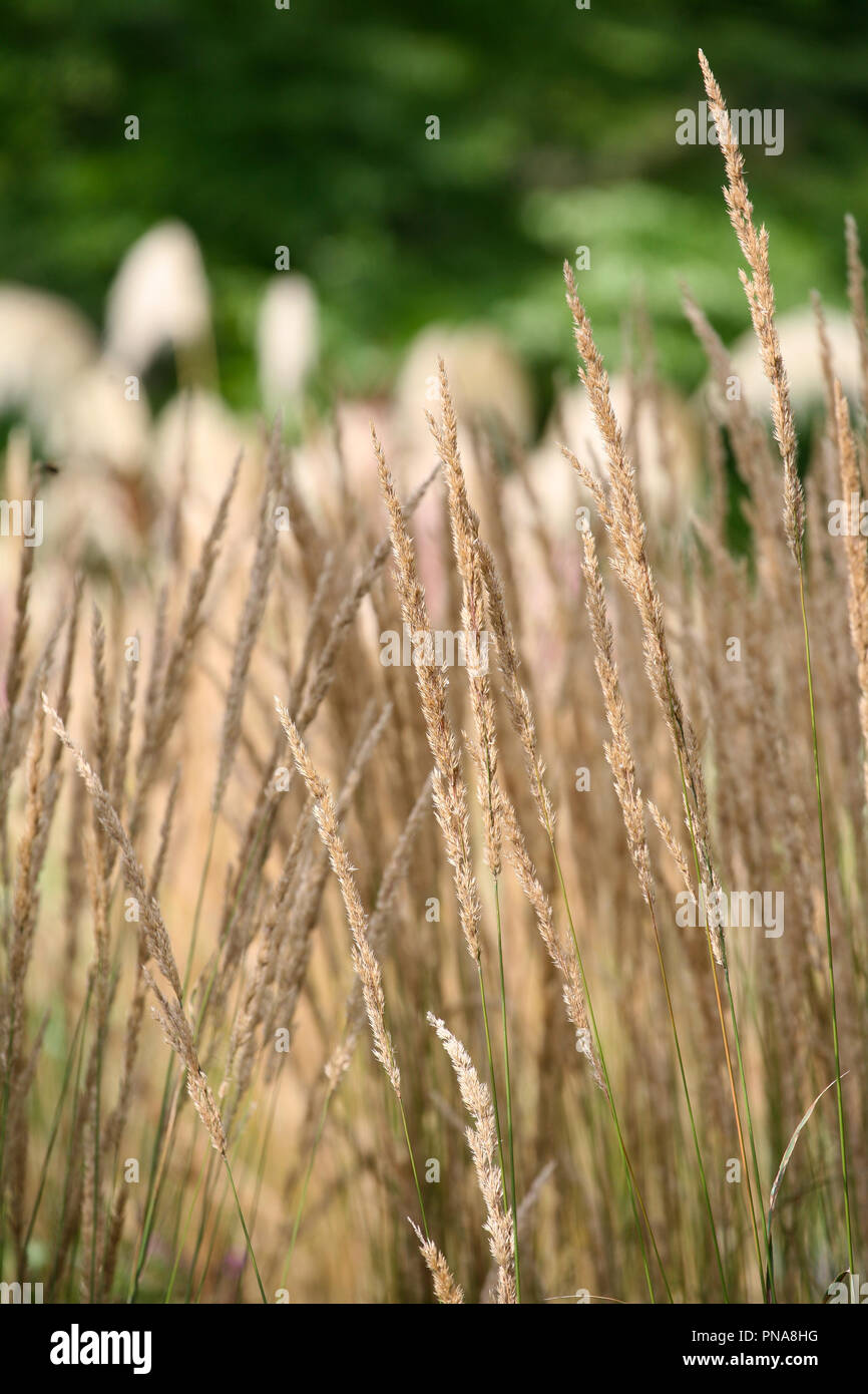 Calamagrostis X acutiflora 'Karl Foerster' Stockfoto