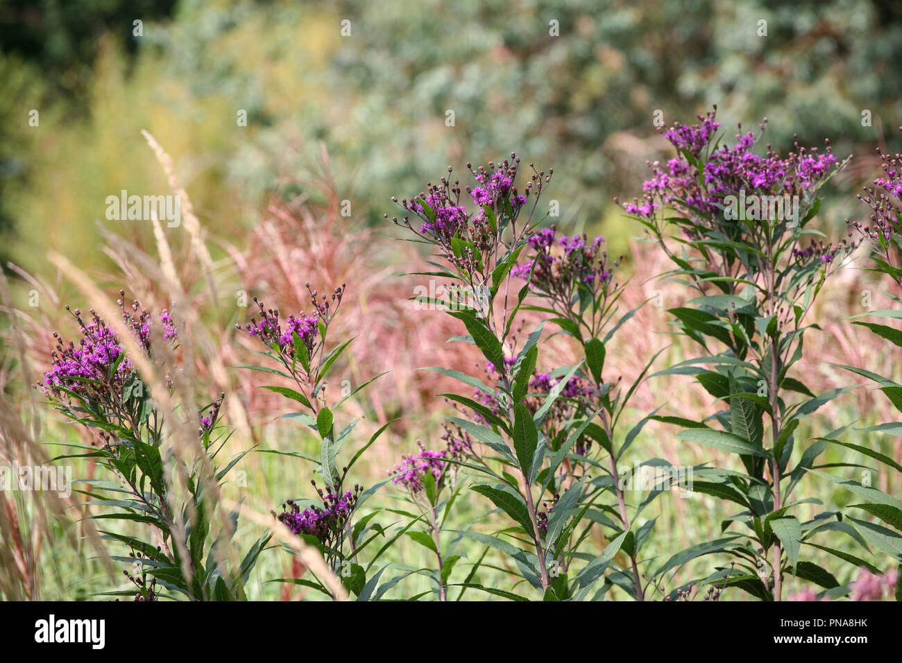 Vernonia arkansana 'Mammmuth' mit Gräsern im Hintergrund Stockfoto