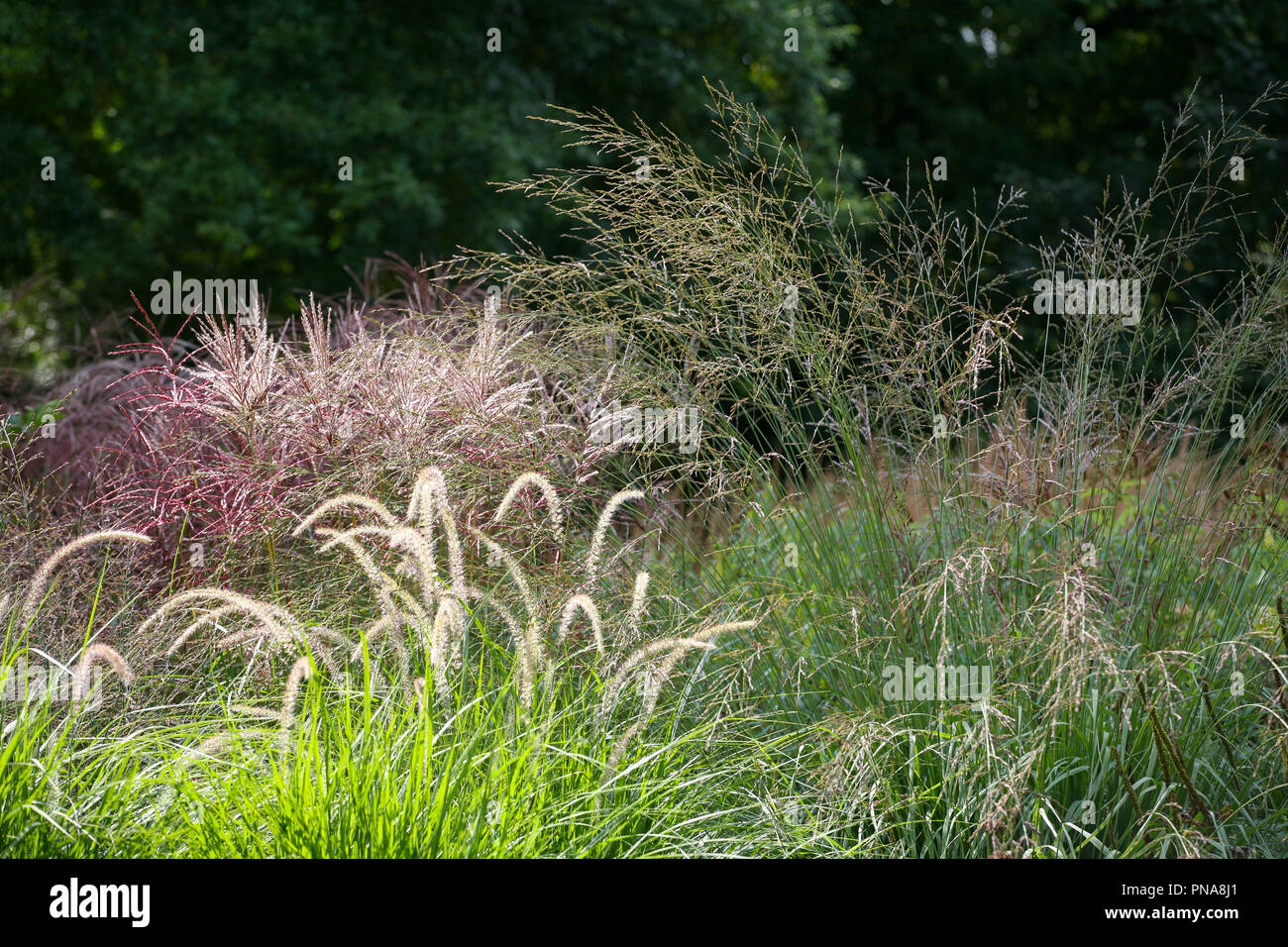 Ziergräser im Garten - Pennisetum 'Fairy Tails' mit Miscanthus und Molinia im Hintergrund Stockfoto